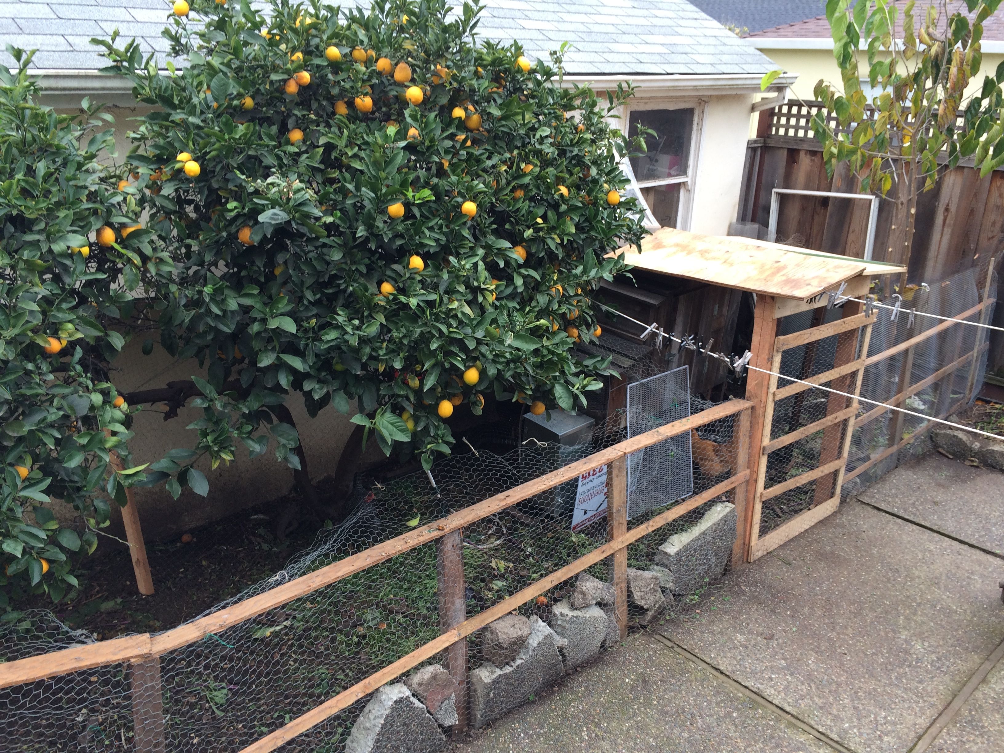A Guide To Raising Urban Backyard Chickens For Busy People Farmplenty
