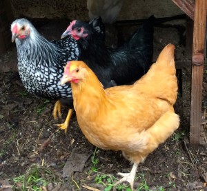My Silver Laced Wyandotte, Black Australorp, and Buff Orpington are best buddies and go everywhere together.
