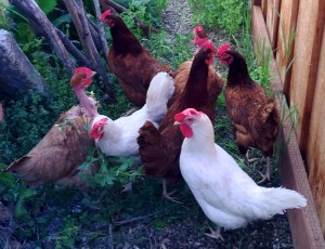 Chickens produce eggs, provide endless entertainment, and eat up unwanted weeds.